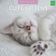 Kalender 2024 - Cute Kittens