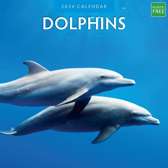 Kalender 2024 - Dolphins