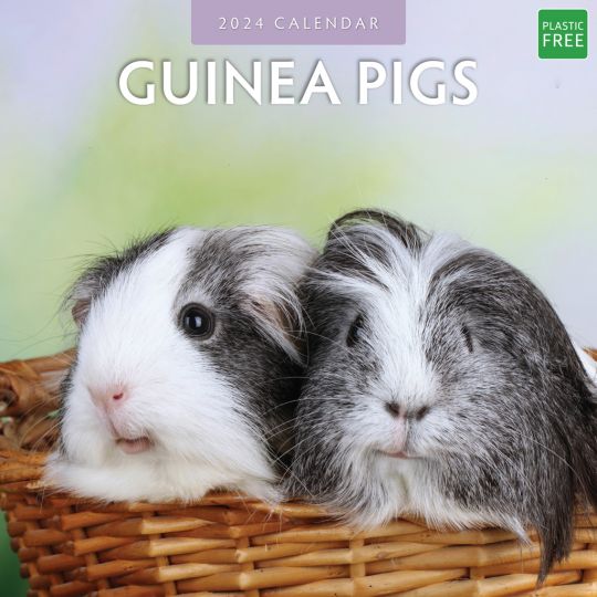 Kalender 2024 - Guinea Pigs