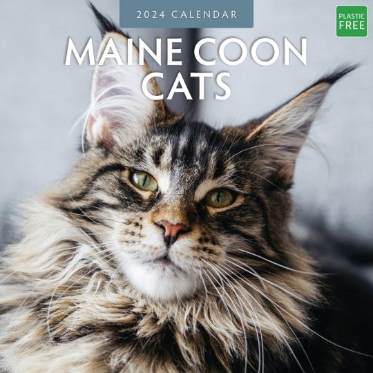 Kalender 2024 - Maine Coon Cats