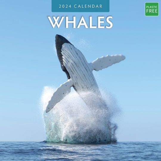 Kalender 2024 - Whales